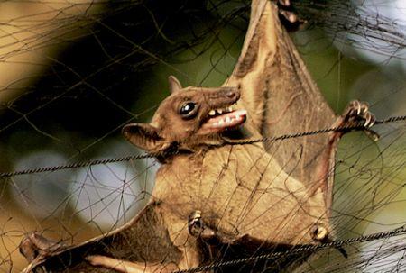 Gabon :  des scientifiques étudient des chauves-souris porteuses de coronavirus pour tenter de prévenir une nouvelle pandémie