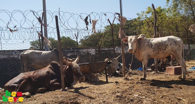 Gao : sous la loi des djihadistes, enlèvements de bétail et prélèvement de la zakat