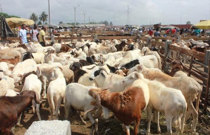 Le Mali suspend l'exportation du bétail vers les pays de la CEDEAO