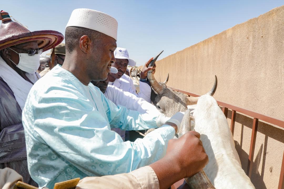 Cheptel malien : Plus de 80 millions de têtes concernées