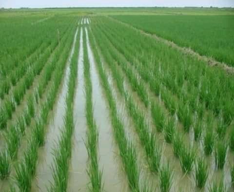 Approvisionnement de l'Office du Niger en Engrais par la Russie : Plus de 4 000 Tonnes Reçues dans les Zones de Production