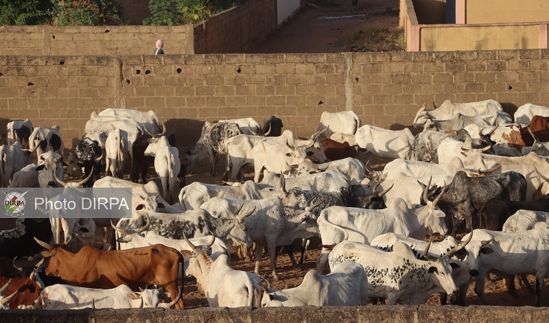 Région Militaire N°2 : Les FAMa remettent aux autorités locales plus de quatre cents bœufs volés par des terroristes.