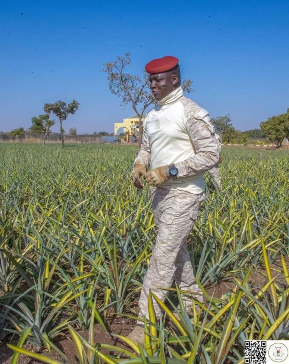 Au Burkina, l’armée s’essaie à la culture de l’ananas
