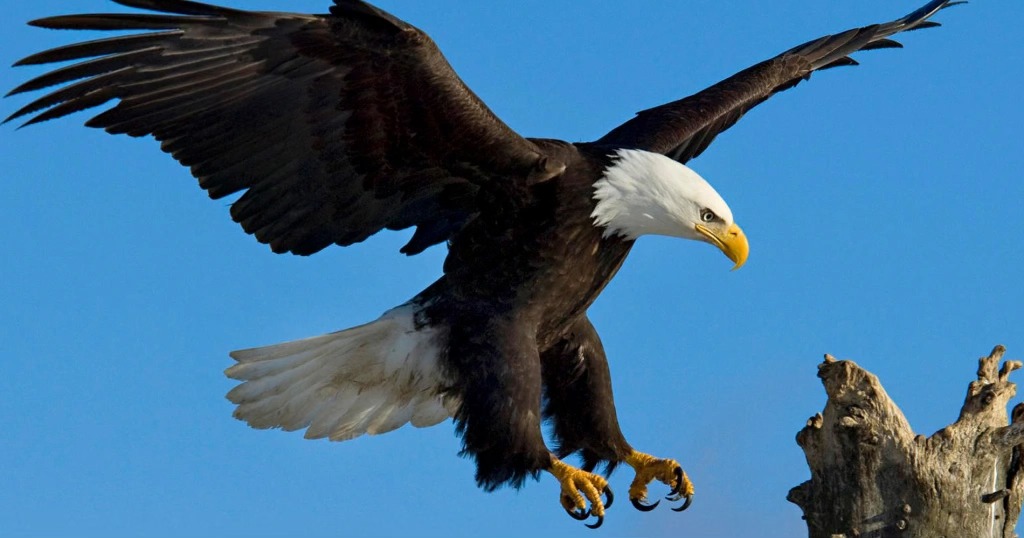 Salif Sanogo : Soyons comme des Aigles 