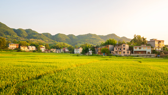 Chine : comment le "document central N° 1" apporte plus de revenus pour les agriculteurs