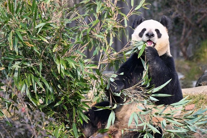 Venez voir les Pandas dans le Sichuan et faites l’expérience d’un voyage écologique unique