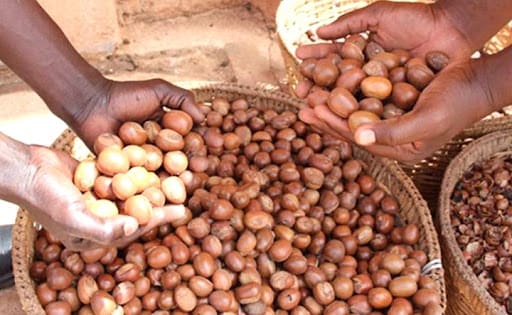 Collecte des amandes de karité : Une activité, des efforts et des risques