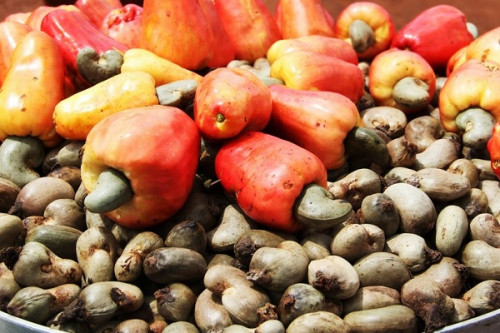 Exportation de la noix de cajou: le Mali perd plus de 6 milliards de FCFA par an