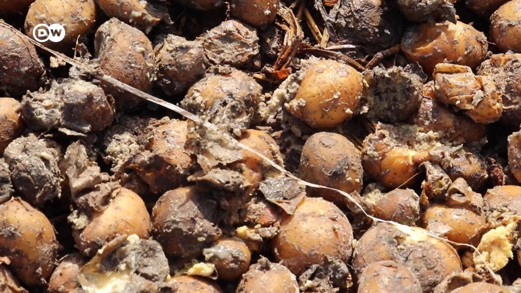 Mali : des récoltes ruinées par la pluie dans la région de Sikasso