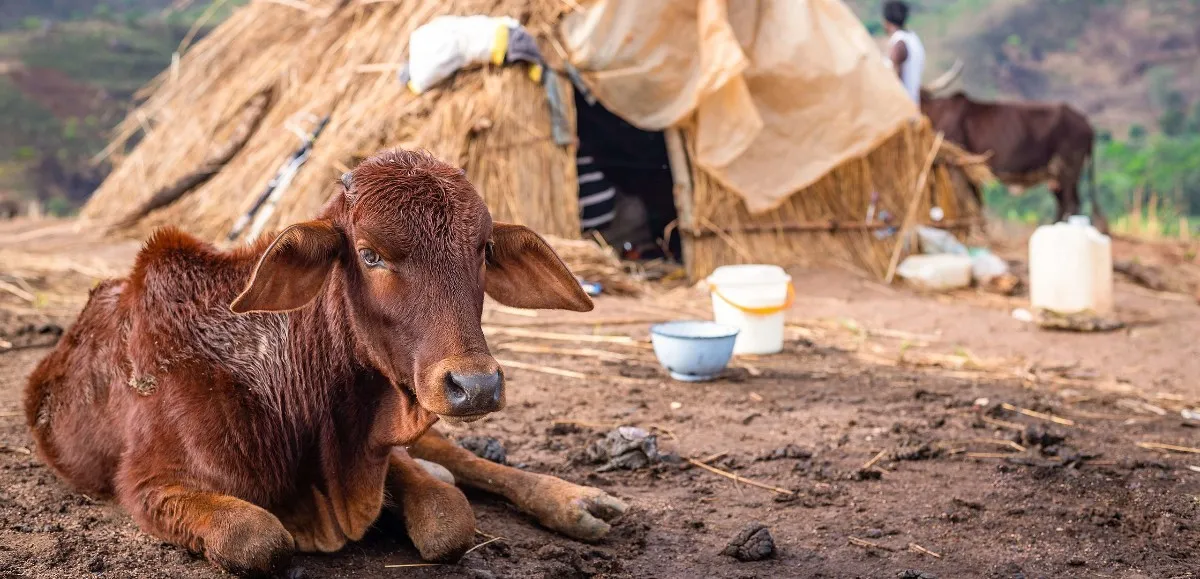 Nigeria : 56 morts dans une attaque armée dans l'État de Benue