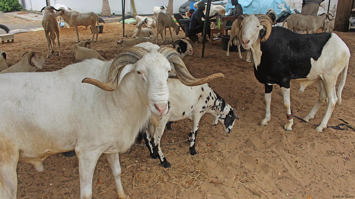 Moutons de tabaski : Une forte délégation sénégalaise au Mali