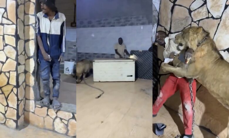 Libye : un homme lâche un lion sur ses ouvriers pour plaisanter ( vidéo)