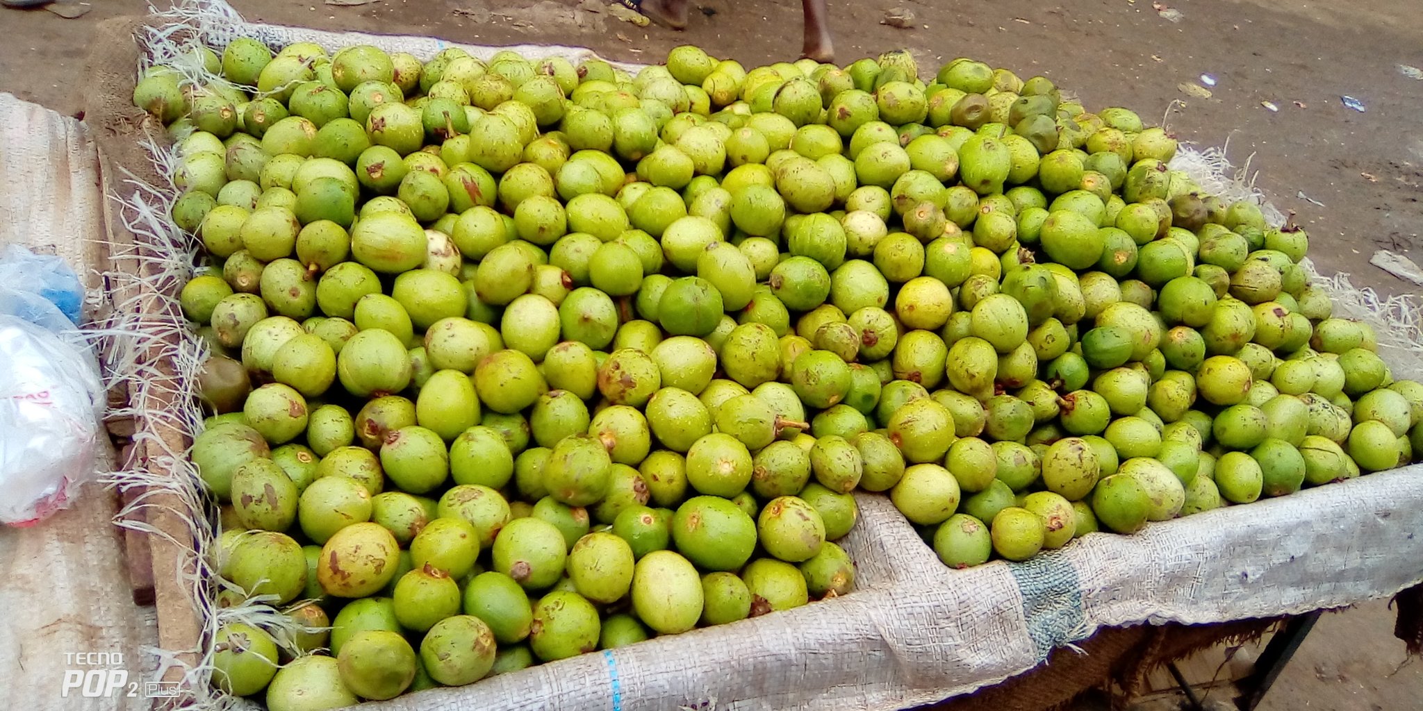 Noix de karité : Un fruit très répandu à Bamako