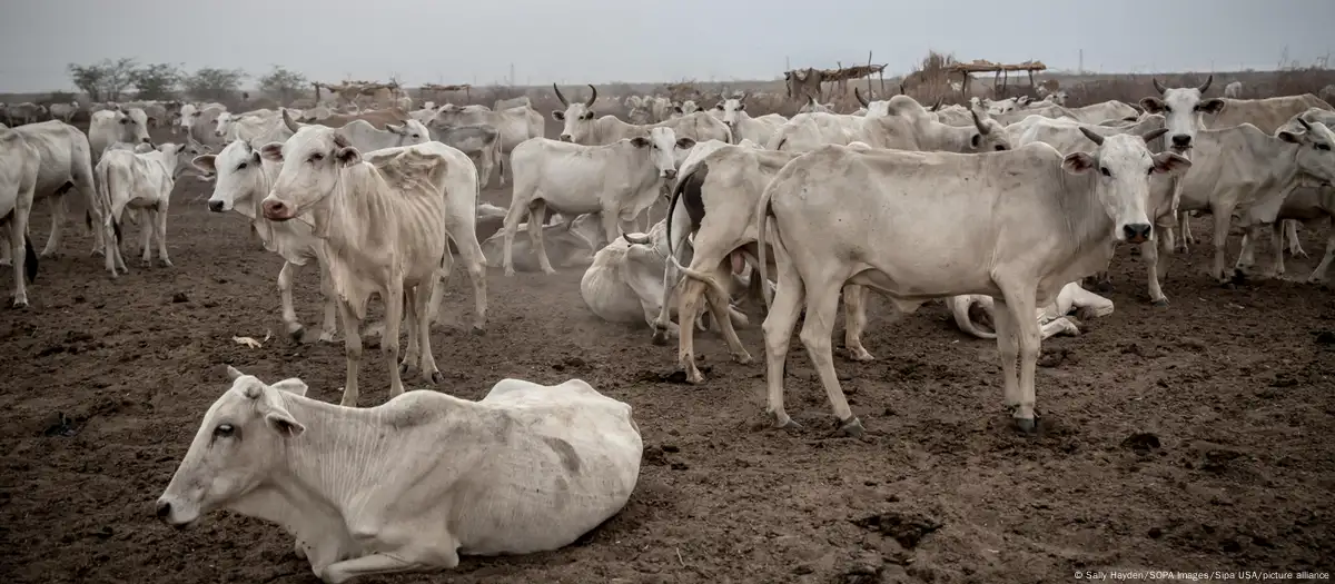 Des groupes djihadistes volent du bétail pour se financer
