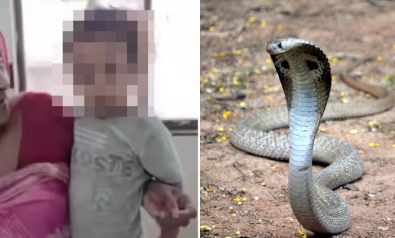 Inde : Un enfant de 2 ans t.ue un cobra en le mordant