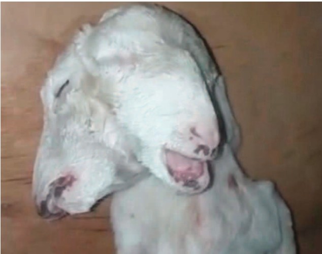 Curieuse découverte à Kita: Un fœtus avec deux têtes, six pattes et deux sexes !