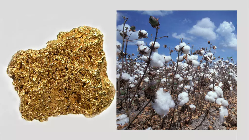 Le coton et l’or dans la zone de turbulence : Des perspectives pas très réjouissantes pour le budget national