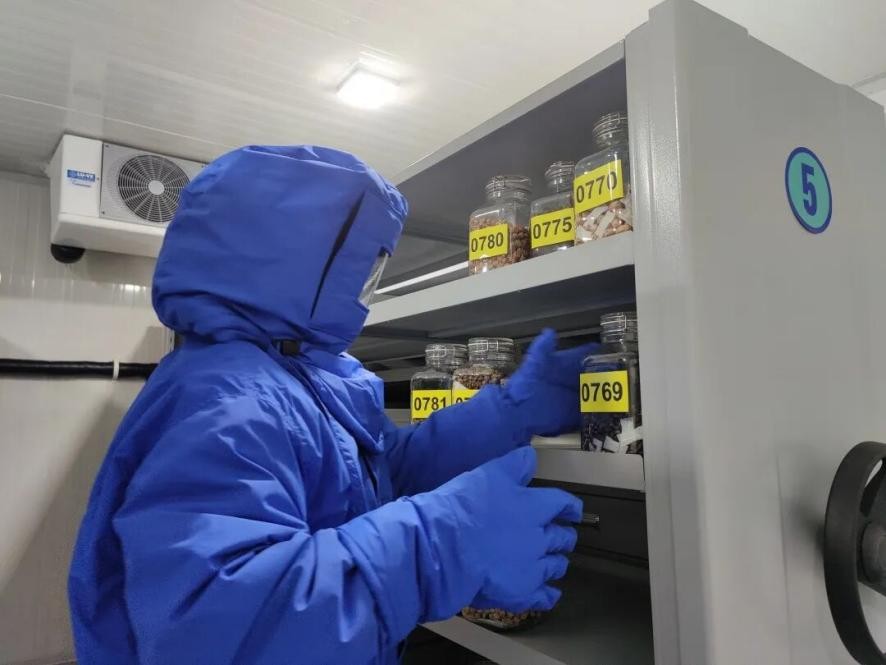 A Shanghai, 100 millions d’échantillons de graines sauvegardent la biodiversité