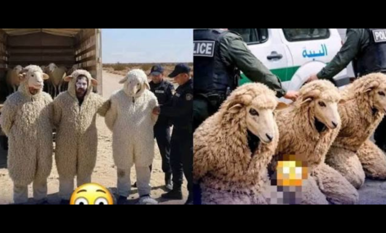 Algérie : trois hommes arrêtés en tentant d’entrer en Espagne déguisés en moutons