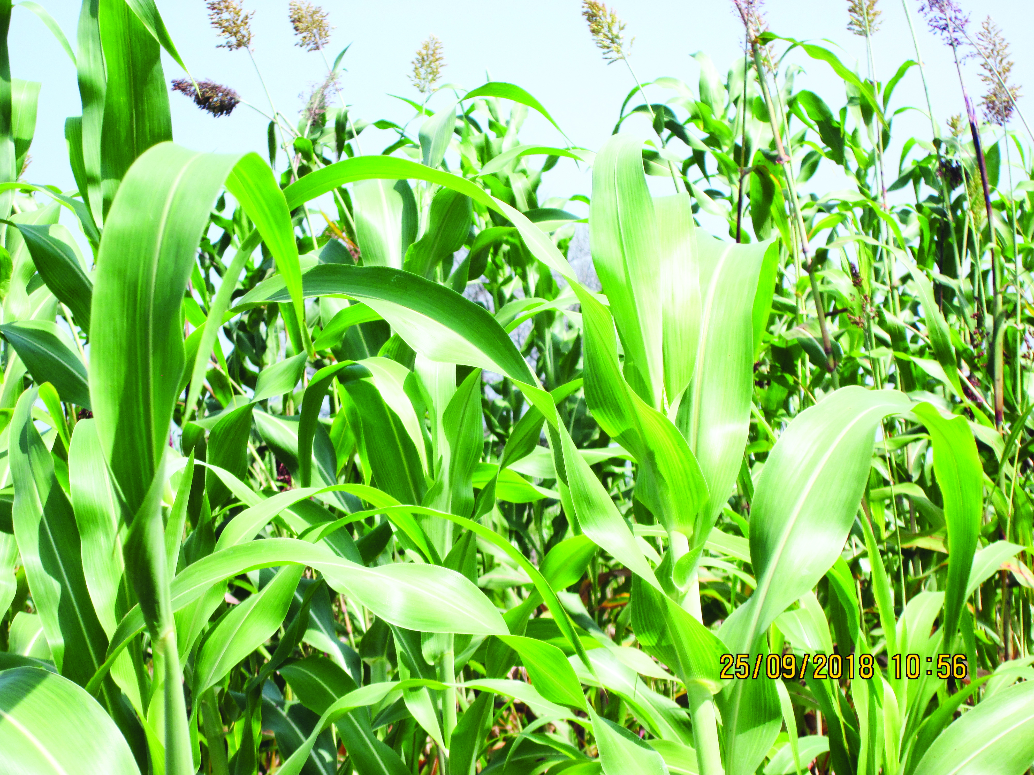 La Banque mondiale invite les Etats à réorienter les fonds destinés à la subvention pour l’agriculture, la pêche et les combustibles fossiles dans la lutte contre les changements climatiques