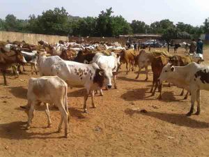 Veille de l’Aid-el-Fitr : le bœuf se fait désirer