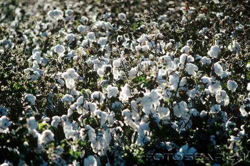 Désignation de l’Administrateur judiciaire de la C-SCPC : Le PDG de la CMDT n’est nullement impliqué dans le processus