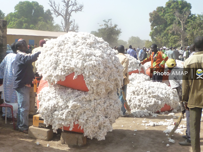 Coton graine : Légère hausse du prix au producteur
