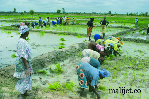 Riziculture : Les acteurs du domaine en table ronde