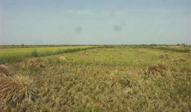 Niono : La campagne agricole sérieusement menacée