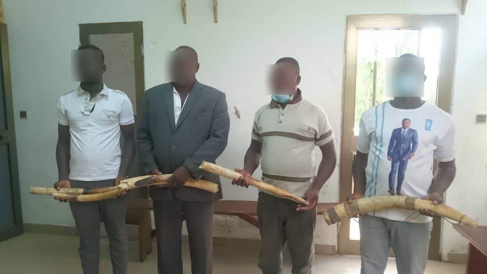 communiqué de presse:Trafic illégal de l'ivoire: 4 présumés trafiquants de 6 pointes d’ivoire déférés à la prison civile de Kara