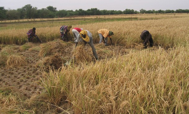 Lassitude des riziculteurs de l’office du Niger