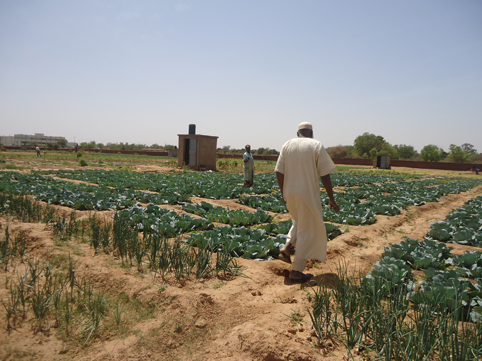 Samanko : Le ministre de l’Agriculture au contact des structures agricoles