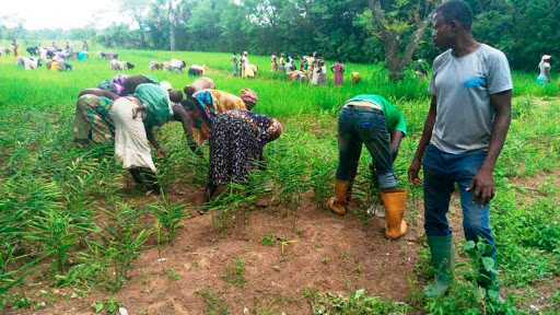 Tendances: De l’agroécologie pour fertiliser les terres arides