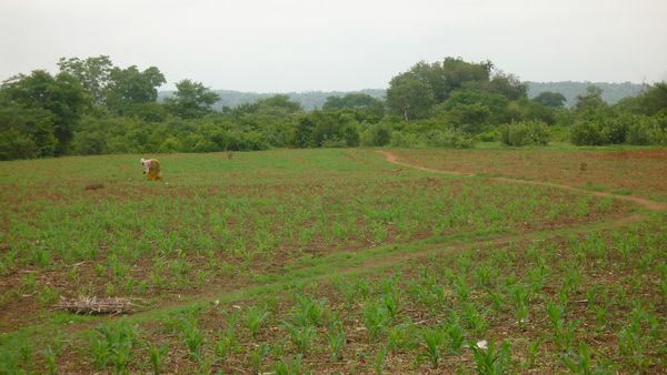 Mopti : une autre année blanche s’annonce pour les paysans du centre
