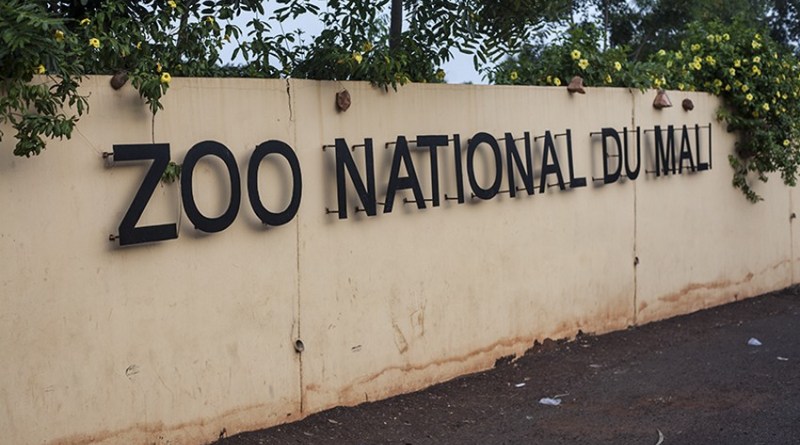 Faux, aucun lion ne s’est échappé du parc zoologique !