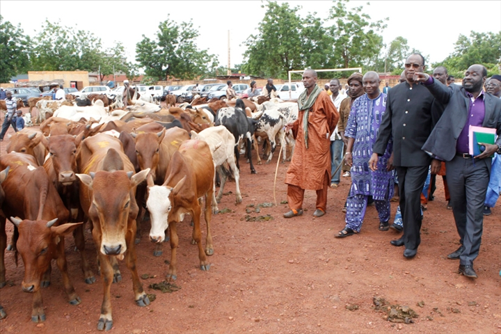 Le pastoralisme et la transhumance des animaux: L’intérêt économique, mais la mobilité des troupeaux difficile et risquée pour les éleveurs