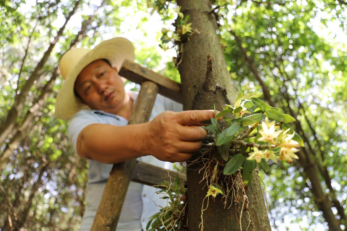 Plus de 20 000 gardes forestiers sont sortis de la pauvreté  dans la province du Jiangsu.