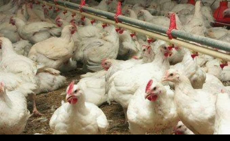 Insertion économique des jeunes ruraux: valoriser l’aviculture et la pisciculture