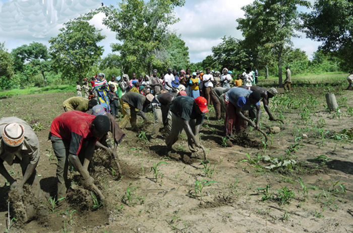 Campagne agricole 2022-2023 : Des résultats satisfaisants malgré les difficultés