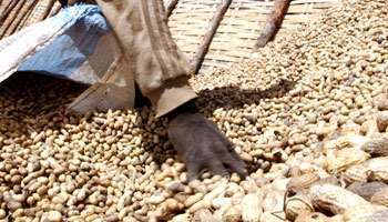 L’arachide : Bamako inondée