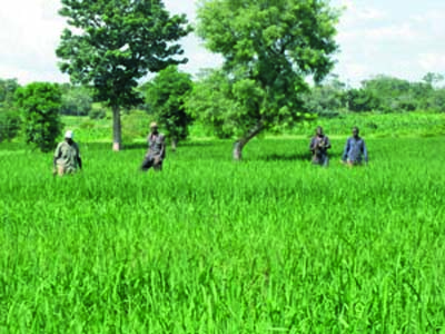 Intrants agricoles: les assurances du Gouvernement