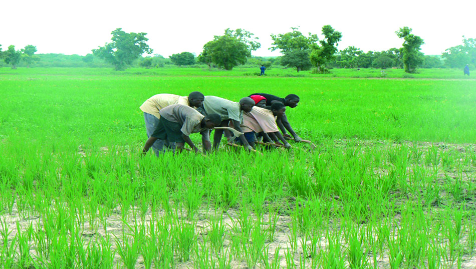 Hivernage : La production agricole pourrait être compromise par les pluies diluviennes