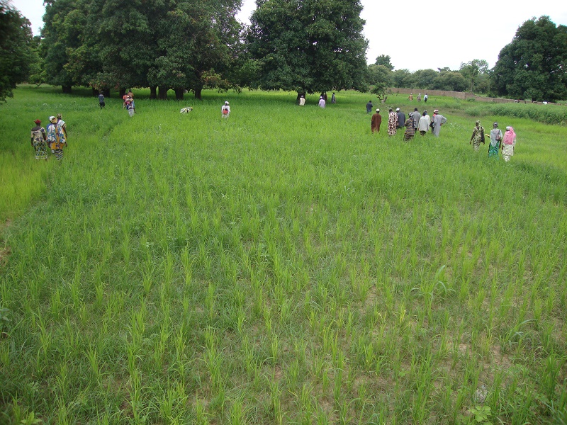 Campagne agricole 2019-2020 : plus de 10 millions de tonnes de céréales produites