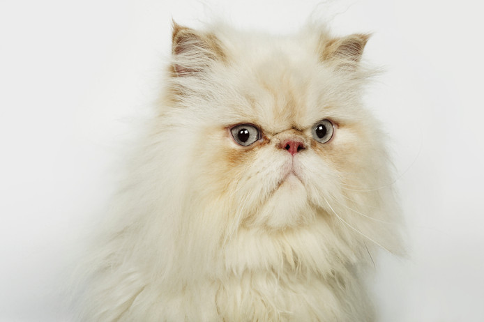 Un chat candidat aux élections municipales en France