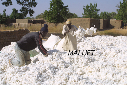 Impact  de la Covid-19  sur  la campagne  cotonnière au  Mali : Des  pertes  énormes  enregistrées   par   la  CMDT et  pour  l’économie  nationale