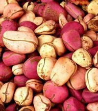 Les vertus du cola dans la consolidation des liens sociétaux : Les explications de Mamadou Sangaré, prêcheur à Kati !