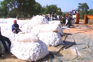 Premier  Comité  de  pilotage  d’AGRECO : Des résultats malgré les difficultés  liées à la Covid-19 et le boycott de la campagne cotonnière