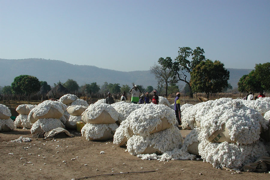 Coton : Le Mali célèbre à Koutiala le leadership retrouvé