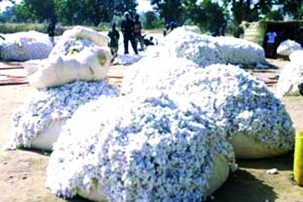 Assises nationales sur le coton : Les participants exhortent le gouvernement à diminuer le prix des intrants et matériels agricoles