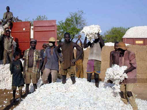 Campagne cotonnière : Baisse du prix des engrais